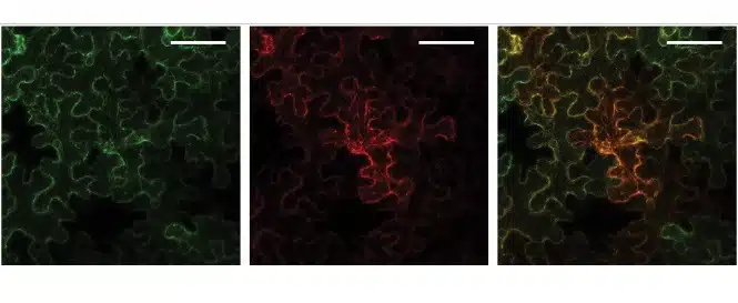 خلية نيكوتيانا بنثاميانا تحت المجهر. على اليسار: الشبكة داخل البلازمية (باللون الأخضر)، في الوسط: إنزيم SOAP5 (باللون الأحمر) وعلى اليمين - صورة مجمعة تكشف أن SOAP5 موجود بشكل مدهش داخل الشبكة داخل البلازمية