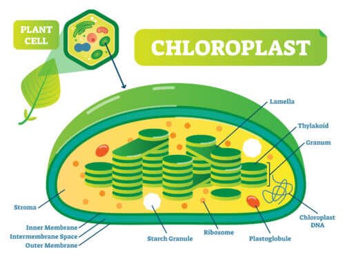 The chemical process of photosynthesis. Illustration: depositphotos.com