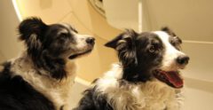 אישיותם של כלבים משתנה לאורך הזמן, אבל השינויים הללו מתרחשים באופן לא אחיד במהלך חיי הכלבים, וכל תכונה מתפתחת מסלול גילי נפרד, כך על פי מחקר שפרסמו חוקרים מאוניברסיטת ELTE, בודפשט, והאוניברסיטה לרפואה וטרינרית, וינה בכתב-העת Scientific Reports. קרדיט: Kubinyi