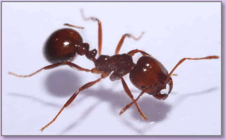 النملة النارية [بإذن من جامعة جورجيا]
