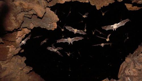 Leptonictris bats at the entrance of a cave. Photography: Jens Rydell