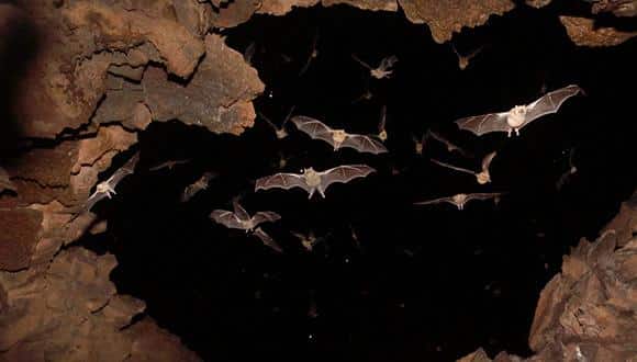 עטלפות מסוג לפטוניקטריס בפתח מערה. צילום: Jens Rydell
