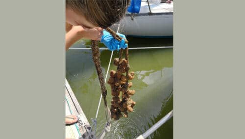 Swallowed medicine? Gal Navon sampling acetylenes of the Styela plicata type at Kishon Marina (Photo: Leon Novak)