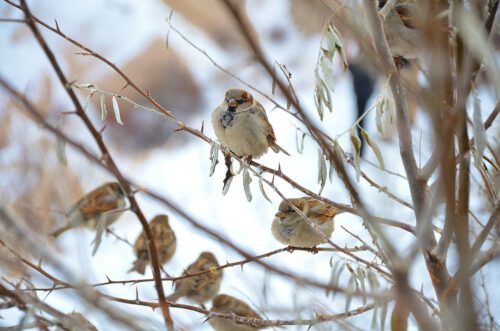 sparrows Photo: Image by GLady from Pixabay