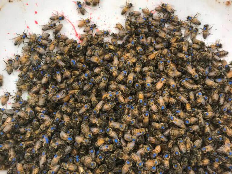 Day-old bees are marked in blue. From the study