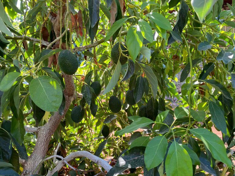 Avocado tree. Photo by Reuven Dor