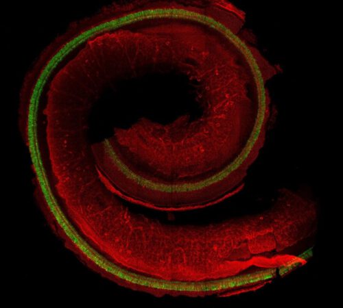 The structure of the ear. Illustration courtesy of Tel Aviv University