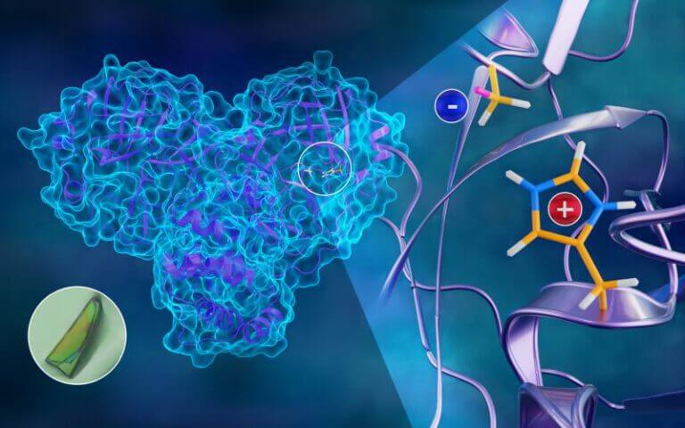كشفت البنية الأولى على الإطلاق لإنزيم البروتياز الرئيسي لفيروس SARS-CoV-2، والتي تم الحصول عليها عن طريق تشتت النيوترونات، عن شحنة كهربائية غير متوقعة في الأحماض الأمينية السيستين (السالب) والهيستيدين (الإيجابي)، وهي نتيجة توفر معلومات مهمة حول آلية تكاثر الفيروس [تصوير: جيل هيمان/ ORNL، قسم الولايات المتحدة. من الطاقة]