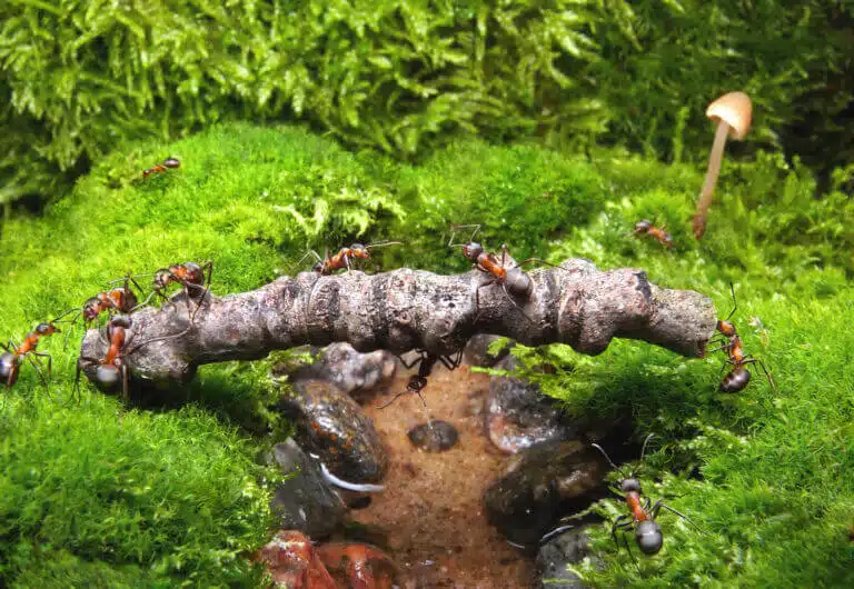 A bridge of ants. Illustration: depositphotos.com