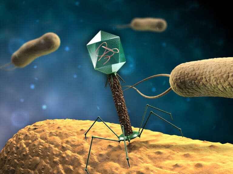 Bacteriophage - a virus that attacks bacteria. Illustration: Illustration: depositphotos.com