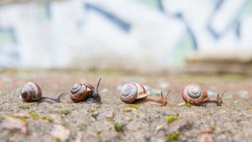 Snails walk after the rain. Illustration: depositphotos.com