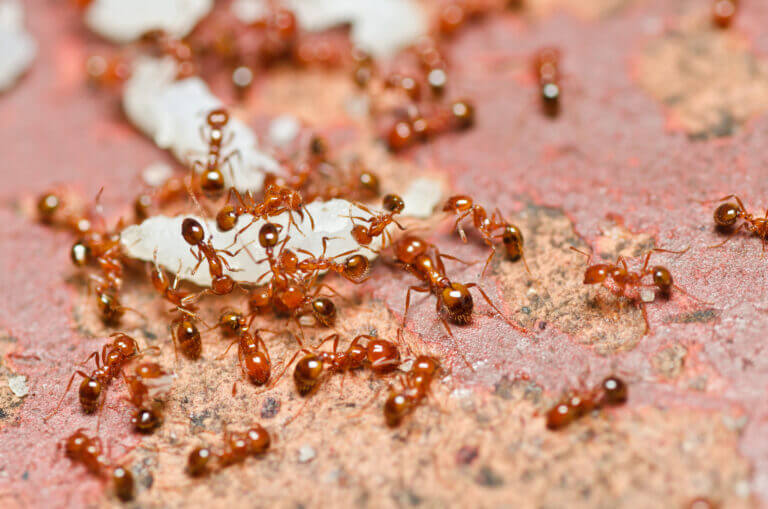 توضح مستعمرة النمل الناري العمل الجماعي. الرسم التوضيحي: موقع Depositphotos.com