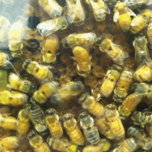 The waggle dance that the bees perform when they discover a food source. Photo: Courtesy of the researchers