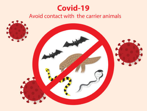 لا تلمس أو تأكل الحيوانات التي قد تحمل فيروس كورونا. الرسم التوضيحي: شترستوك