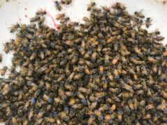 דבורים בנות יום מסומנות בכחול. מתוך המחקר