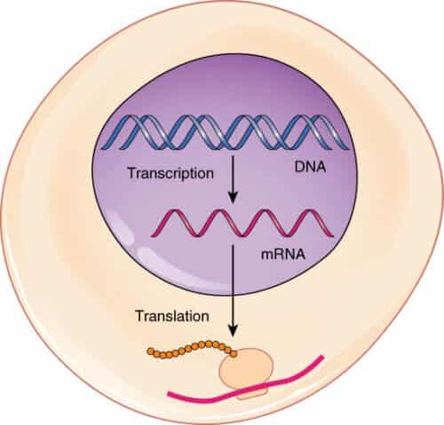 هكذا يبدو الأمر: الحمض النووي داخل النواة، ويتم نسخ الأوامر إلى الحمض النووي الريبوزي (RNA) الذي يخرج خارج النواة ثم يخضع للترجمة إلى بروتين. المصدر: ويكيبيديا