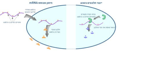 3. בתרשים: משמאל: החיסונים. חיסוני mRNA מבוססים על החדרת mRNA מלאכותי לתוך תאים כדי שישמש תבנית לבניית החלבון הנגיפי שיפעיל את מערכת החיסון. זמן קצר לאחר כניסתן של מולקולות ה- mRNA לתא הן מתחילות להתניע את ייצורם של החלבונים החיסוניים הנדרשים לתא. mRNA מכיל מספר שינויים כימיים, שמשפרים את פעילותו בתא. מימין: המנגנון הטבעי. המחקר המתפרסם ב-Nucleic Acids Research מראה כיצד שינויים כימיים דומים, הקיימים באופן טבעי ב-mRNA, משמשים כאתרי קישור לגורמי בקרה. קישור זה משפיע על פעילותו של הריבוזום וכך מאפשר ייצור חלבונים בכמויות מדויקות יותר ובהתאם לצורכי האורגניזם.