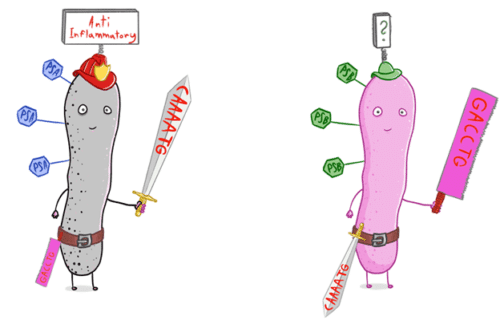 In the diagram: the bacterium changes its defense system (the weapon), and as a result the sugars that surround it change (the hexagons on the bacterium's back). The lab of Dr. Naama Zatorski, the Technion