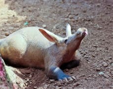 Aardvark - דב נמלים אפריקני. המחשה: depositphotos.com