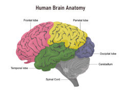 מרכיבי המוח. המוח הקטן מוצג באפור בתחתית הראש, צמוד לעמוד השדרה. המחשה: depositphotos.com
