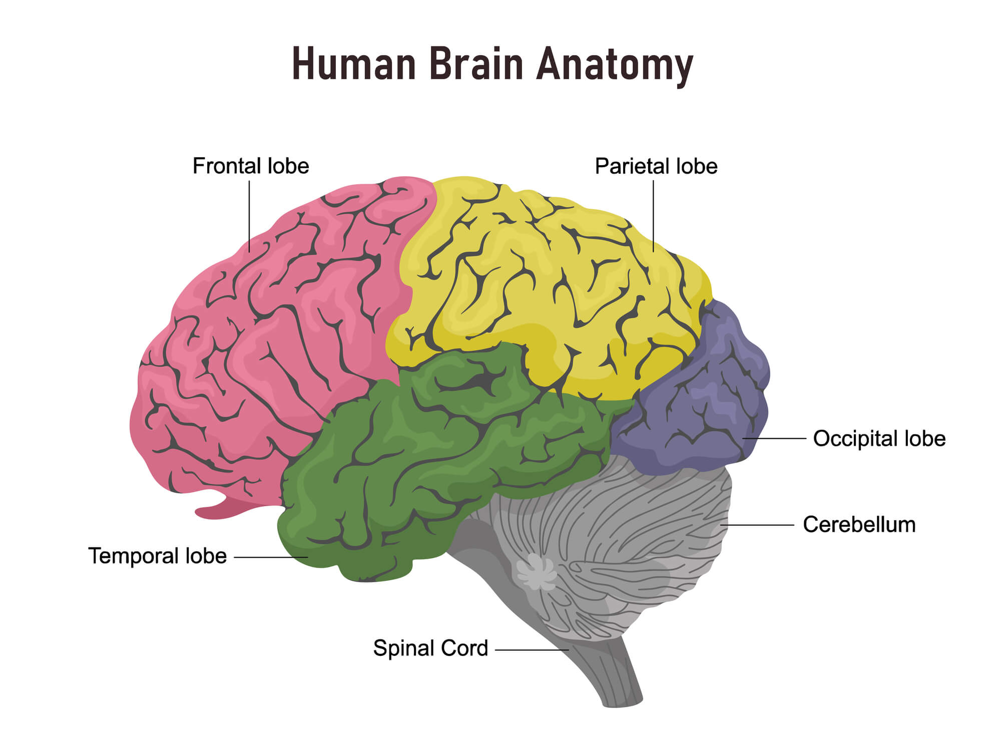 Brain 55. Brain Anatomy. Parietal Lobe of Brain. Части мозга символ.
