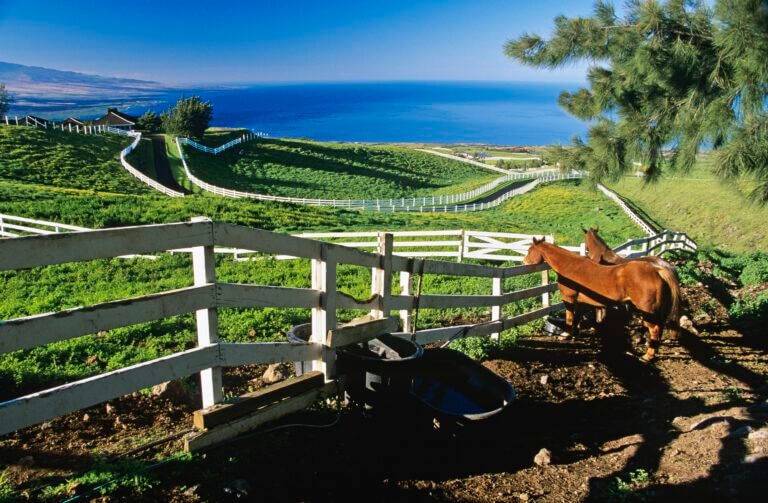 Horses behind a fence in Hawaii. Illustration: depositphotos.com