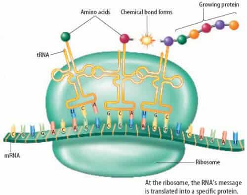 صديقنا الريبوسوم، الذي يترجم شريط RNA إلى بروتين