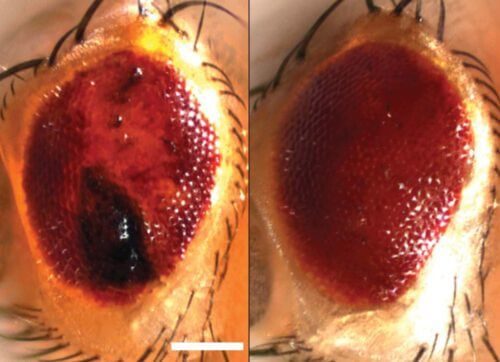 عين ذبابة الفاكهة مصممة لتطوير مرض يشبه التصلب الجانبي الضموري. على اليسار: تجمعات البروتين المعيبة تؤدي إلى انحطاط يشبه التصلب الجانبي الضموري. على اليمين: عادت العين إلى وضعها الطبيعي بعد تعبير أحد بروتينات "السومو".