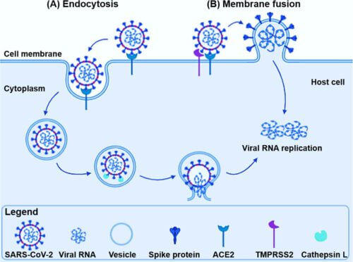 תרשים המציג את המנגנון שבאמצעותו SARS-CoV-2   מסוגל לחדור לתאים ולהתרבות.Pišlar  A,  Mitrović  A,  Sabotič  J,  Pečar  Fonović  U, Perišić  Nanut  M,  Jakoš  T, ואח ',  PLoS  Pathog  16(11), CC BY