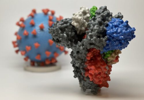 מבנה חלבון הספייק (קוצים) של נגיף הקורונה. National Institute of Allergy and Infectious Diseases, CC BY-SA