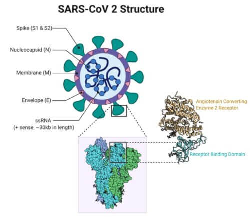 איור מבנה SARS-CoV-2 המציג את הארכיטקטורה המולקולרית של חלבון ספייק S והחלבון ACE2-Spike S. חלבון הקוצים מורכב ממקטעים שונים המבצעים פונקציות שונות. רוהאן ביר סינג, CC BY