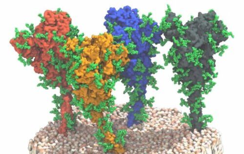 The hook proteins on the virus. If the virus is not there to support them - they collapse. source