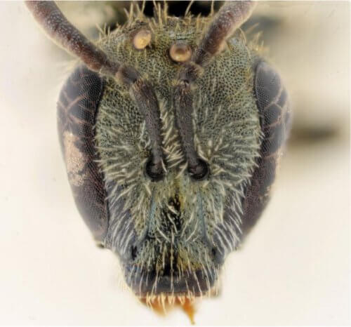 באדיבות Belgian Journal of Entomology 