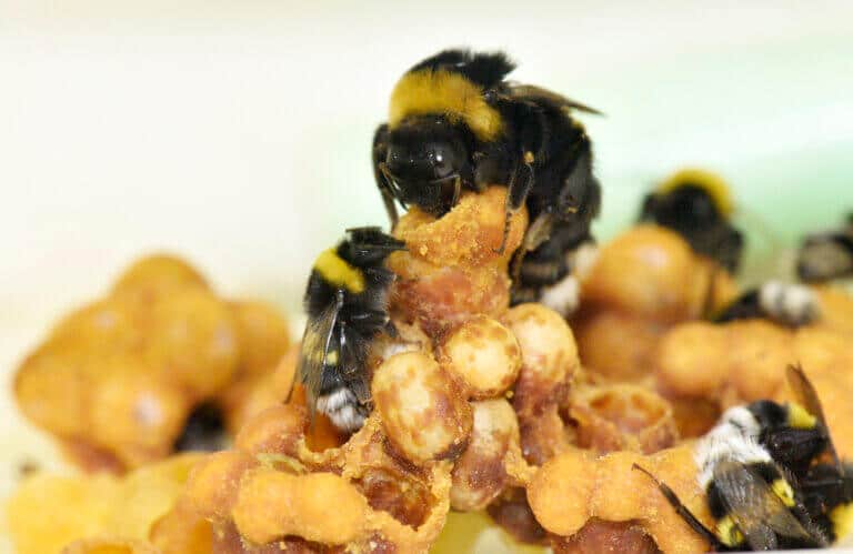 النحل الطنان. تصوير - د. راشيل روزن