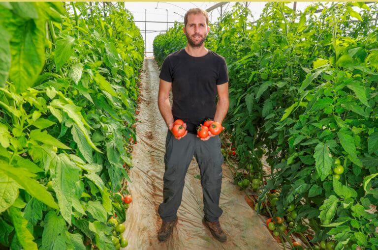 عيدان ألون، أحد مزارعي الطماطم في غلاف غزة، في دفيئة يزرع الصنف الجديد من الطماطم. صورة العلاقات العامة