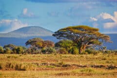 נוף סוואנה אפריקני טיפוסי באיזור אמבוסלי, קניה. צילום: depositphotos.com
