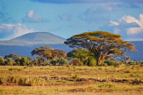 منظر طبيعي نموذجي للسافانا الأفريقية في أمبوسيلي، كينيا.