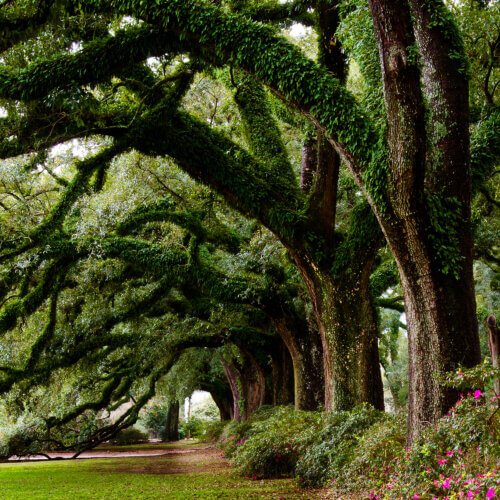 A grove of ancient oak trees. Photo: depositphotos.com