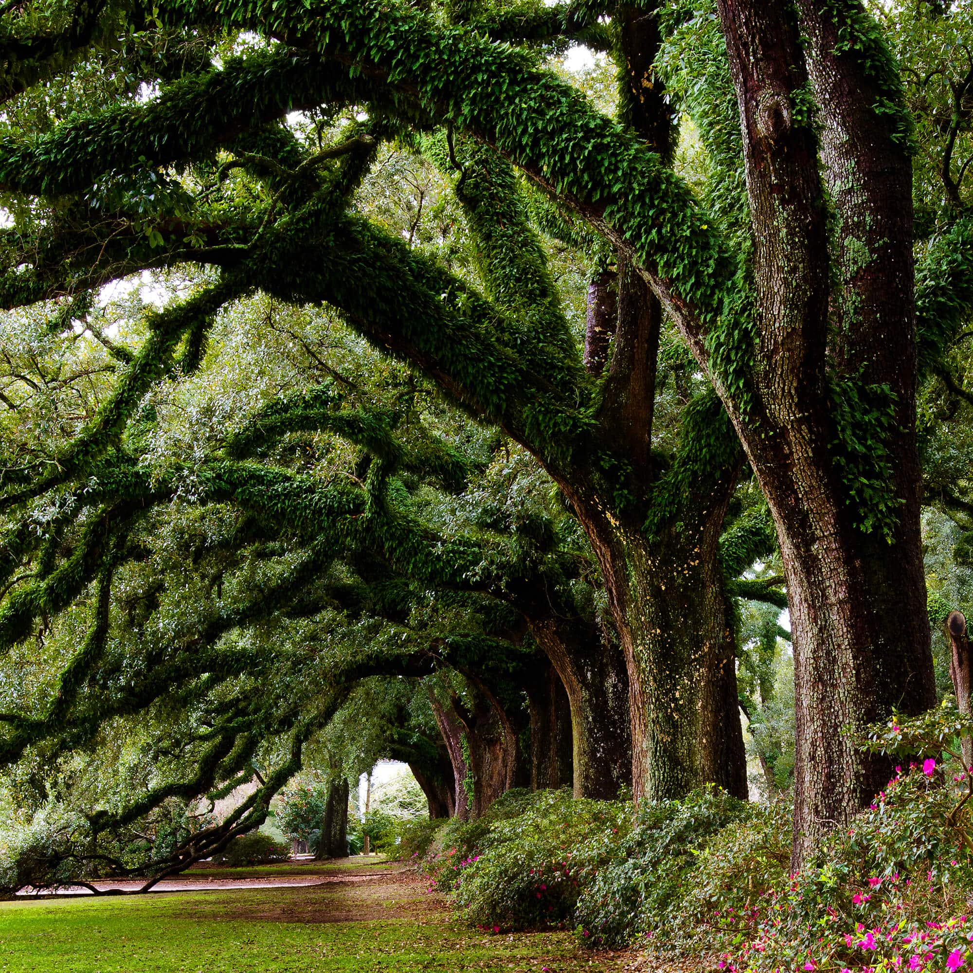 Things Donors Know Can Trees Live Forever? the scientist Hayadan