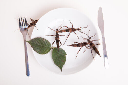 أكل الحشرات. الرسم التوضيحي: موقع Depositphotos.com