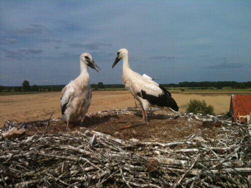 Storks were studied in a study that examined the survival of young birds to survive their first migration. The Hasids that were investigated with the transmitters about them. Photo: Michael Katz, Hebrew University