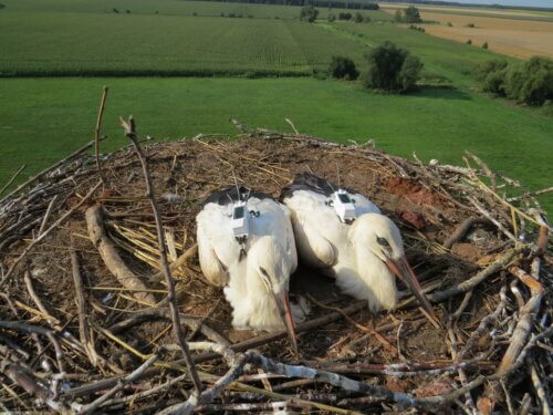 Storks were studied in a study that examined the survival of young birds to survive their first migration. The Hasids that were investigated with the transmitters about them. Photo: Michael Katz, Hebrew University