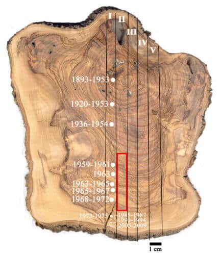 חתך רוחב של ענף עץ זית בן זמננו. הניסויים הגרעיניים בשנות ה-50 וה-60 הותירו את חותמם באזור המסומן באדום
