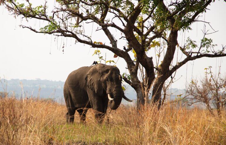 An elephant in Africa. Photo: sam balye, unsplash
