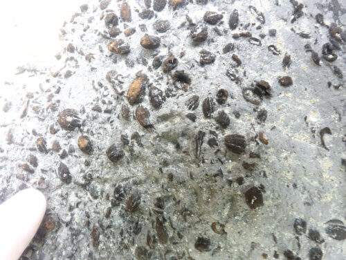 مطاحن الزيتون كما تم اكتشافها في موقع هيشولي الكرمل (تصوير إيهود جليلي)