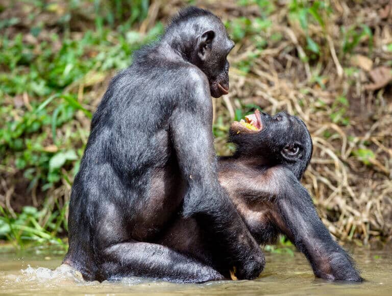 קופי בונובו בסביבתם הטבעית. צילום: depositphotos.com