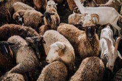 עדר משולב של כבשים ועזים במרעה. צילום: depositphotos.com