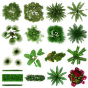 צמחים. מגיעים בשלל צורות. צילום: depositphotos.com