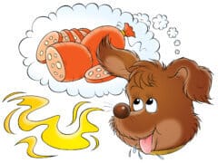 גור כלבים חולם על נקניק. המחשה: depositphotos.com