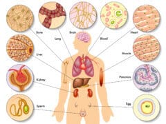 האנטומיה של התאים בגוף האדם. צילום: depositphotos.com